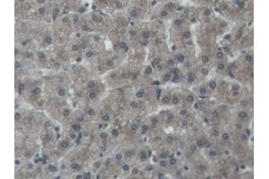 DAB staining on IHC-P; Samples: Porcine Liver Tissue (NOG anticorps  (AA 28-232))