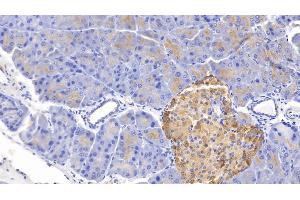 Detection of GHRL in Mouse Pancreas Tissue using Polyclonal Antibody to Ghrelin (GHRL)