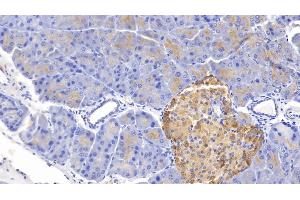 Detection of GHRL in Mouse Pancreas Tissue using Polyclonal Antibody to Ghrelin (GHRL) (Ghrelin anticorps  (AA 28-117))