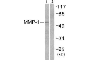 Western Blotting (WB) image for anti-Matrix Metallopeptidase 1 (Interstitial Collagenase) (MMP1) (C-Term) antibody (ABIN1848668) (MMP1 anticorps  (C-Term))