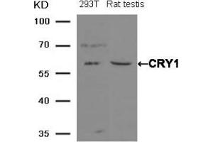 Western blot analysis of extracts from 293T cells and Rat testis tissue using CRY1 antibody (CRY1 anticorps  (AA 551-555))