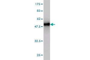 Western Blot detection against Immunogen (50.