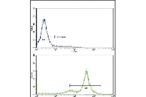 Flow cytometric analysis of K562 cells using TDG Antibody (C-term)(bottom histogram) compared to a negative control cell (top histogram)FITC-conjugated goat-anti-rabbit secondary antibodies were used for the analysis. (TDG anticorps  (C-Term))