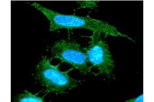 ICC/IF analysis of COX5A in HeLa cells line, stained with DAPI (Blue) for nucleus staining and monoclonal anti-human COX5A antibody (1:100) with goat anti-mouse IgG-Alexa fluor 488 conjugate (Green).