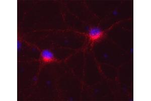 Indirect immunofluorescence on cultured rat neurons (dilution 1 : 250; red). (Syntaxin 12/13 (AA 1-250), (Cytoplasmic Domain) anticorps)