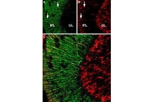 Expression of α2A-Adrenoreceptor in rat cerebellum - Immunohistochemical staining of rat cerebellum free floating frozen section using Anti-α2A-Adrenergic Receptor (extracellular) Antibody (ABIN7042899, ABIN7043918 and ABIN7043919).