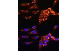 Immunofluorescence analysis of NIH/3T3 cells using  Rabbit pAb (ABIN1678653, ABIN5664340, ABIN5664342 and ABIN6220284) at dilution of 1:100. (AMPD1 anticorps  (AA 50-260))