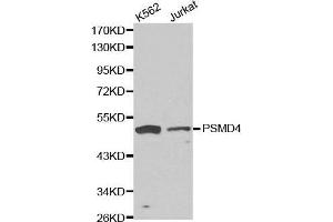 Western blot analysis of K562 cell and jurkat cell lysate using PSMD4 antibody. (PSMD4/ASF anticorps  (AA 1-377))