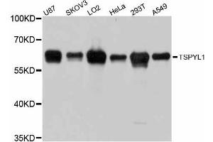 Western blot analysis of extracts of various cell lines, using TSPYL1 antibody (ABIN5999118) at 1:3000 dilution. (TSPYL1 anticorps)