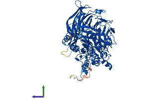 AlphaFold protein structure predicition of Mouse Recombinant Apeh Protein, UniprotID Q8R146