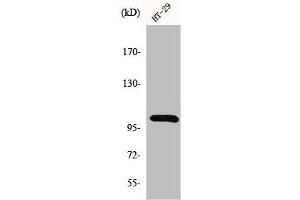 Western Blot analysis of HT29 cells using GRIN1 Polyclonal Antibody (GPRIN1 anticorps  (Internal Region))