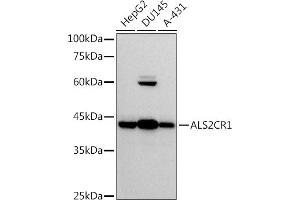 Western blot analysis of extracts of various cell lines, using (ABIN7268912) at 1:500 dilution. (NIF3L1 anticorps)