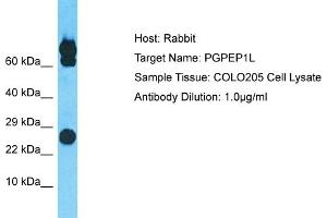 Host: Rabbit Target Name: PGPEP1L Sample Type: COLO205 Whole Cell lysates Antibody Dilution: 1. (PGPEP1L anticorps  (N-Term))