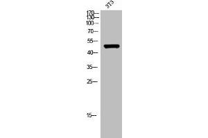 Western Blot analysis of 3T3 cells using TRIM59 Polyclonal Antibody