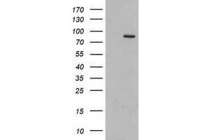 Western Blotting (WB) image for anti-Gephyrin (GPHN) antibody (ABIN1498430) (Gephyrin anticorps)