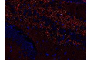 Indirect immunostaining of PFA fixed paraffin embedded mouse hippocampus section (dilution 1 : 500; red). (VAMP1, 2, 3 (AA 1-81) anticorps)