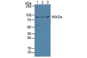 Figure. (ATF6 anticorps  (AA 1-377))