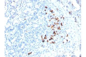 Formalin-fixed, paraffin-embedded human tonsil stained with IgA Mouse Monoclonal Antibody (HISA43). (IGHA1 & IGHA2 anticorps)