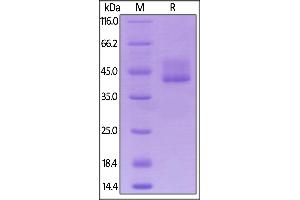 Biotinylated Mouse BCMA, Fc,Avitag on  under reducing (R) condition.