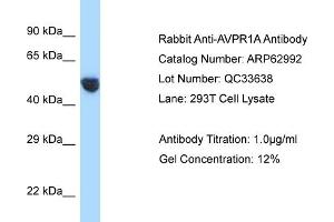 Western Blotting (WB) image for anti-Arginine Vasopressin Receptor 1A (AVPR1A) (C-Term) antibody (ABIN2789326) (AVPR1A anticorps  (C-Term))