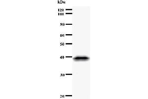 Western Blotting (WB) image for anti-CDC5 Cell Division Cycle 5-Like (S. Pombe) (CDC5L) antibody (ABIN933108) (CDC5L anticorps)