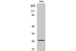 Western Blotting (WB) image for anti-NADH Dehydrogenase (Ubiquinone) Flavoprotein 2, 24kDa (NDUFV2) (Internal Region) antibody (ABIN3180201) (NDUFV2 anticorps  (Internal Region))