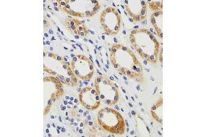 Immunohistochemical analysis of paraffin-embedded H.