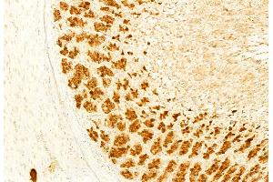 ABIN6265217 and ABIN6276403 at 1/100 staining Rat stomach tissue by IHC-P.
