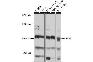 Western blot analysis of extracts of various cell lines, using MIOS antibody (ABIN7271364) at 1:1000 dilution. (MIOS anticorps)