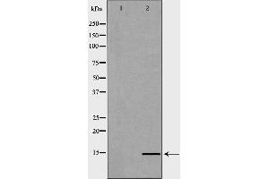 Western blot analysis of Hela whole cell lysates, using HIST2H2BE Antibody. (HIST2H2BE anticorps  (C-Term))