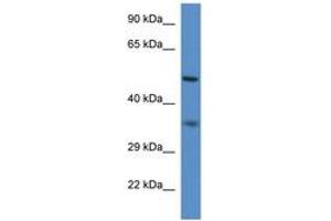 Image no. 1 for anti-Peroxisomal Biogenesis Factor 2 (PEX2) (N-Term) antibody (ABIN6746208)