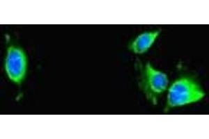 Immunofluorescent analysis of Hela cells using ABIN7172232 at dilution of 1:100 and Alexa Fluor 488-congugated AffiniPure Goat Anti-Rabbit IgG(H+L) (TRAF2 anticorps  (AA 147-281))