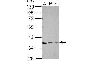 WB Image Sample (30 ug of whole cell lysate) A: Jurkat B: K562 C: HL-60 10% SDS PAGE antibody diluted at 1:1000