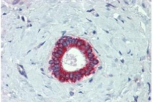 Human Liver, bile duct: Formalin-Fixed, Paraffin-Embedded (FFPE)