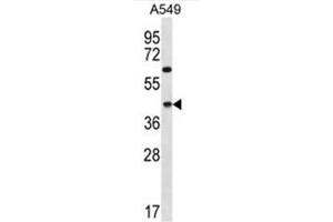 C109B Antibody (C-term) western blot analysis in A549 cell line lysates (35µg/lane). (C109B (AA 298-328), (C-Term) anticorps)