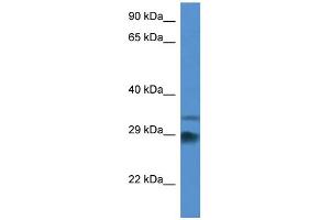 WB Suggested Anti-Odf1 Antibody Titration: 1. (ODF1 anticorps  (Middle Region))