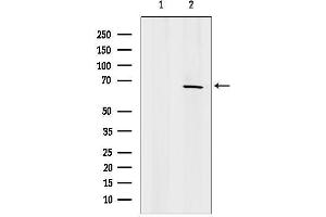 anti-Family with Sequence Similarity 13, Member A (FAM13A) (Internal Region) antibody