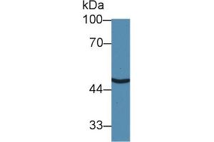 Western blot analysis of Human HeLa cell lysate, using Human SLC30A8 Antibody (3 µg/ml) and HRP-conjugated Goat Anti-Rabbit antibody ( (SLC30A8 anticorps  (AA 1-80))