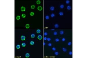 Immunofluorescence staining of mouse splenocytes using anti-CD98 antibody RL388. (Recombinant SLC3A2 anticorps)