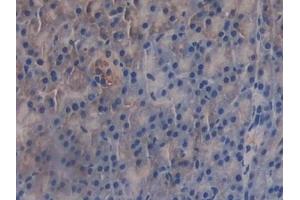 Detection of GAB3 in Mouse Pancreas Tissue using Polyclonal Antibody to GRB2 Associated Binding Protein 3 (GAB3)