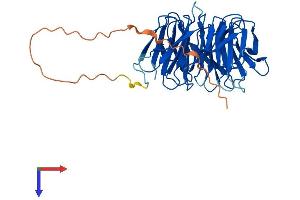 AlphaFold protein structure predicition of Mouse Recombinant Snrnp40 Protein, UniprotID Q6PE01