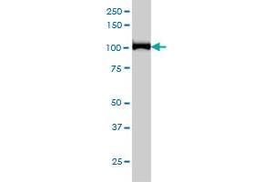 CNOT3 monoclonal antibody (M01), clone 4B8 Western Blot analysis of CNOT3 expression in Hela S3 NE . (CNOT3 anticorps  (AA 1-100))