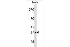 Western blot analysis in Hela cell line lysates (35ug/lane). (KIF3B anticorps  (N-Term))