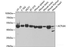 Western blot analysis of extracts of various cell lines using ACTL6A Polyclonal Antibody at dilution of 1:1000. (BAF53A anticorps)