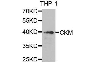 Western blot analysis of extracts of THP-1 cells, using CKM antibody. (CKM anticorps  (AA 1-381))