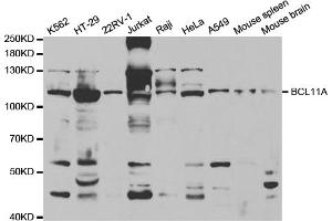 Western blot analysis of extracts of various cell lines, using BCL11A antibody (ABIN5973162) at 1/1000 dilution. (BCL11A anticorps)