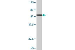 Western Blot detection against Immunogen (70.