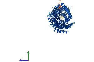 AlphaFold protein structure predicition of Mouse Recombinant Mau2 Protein, UniprotID Q9D2X5