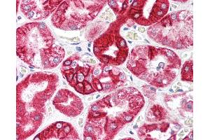 Anti-IL-23 p19 antibody IHC staining of human kidney.