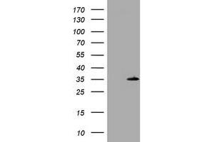 Image no. 1 for anti-DNA-Damage-Inducible Transcript 3 (DDIT3) antibody (ABIN1497790) (DDIT3 anticorps)